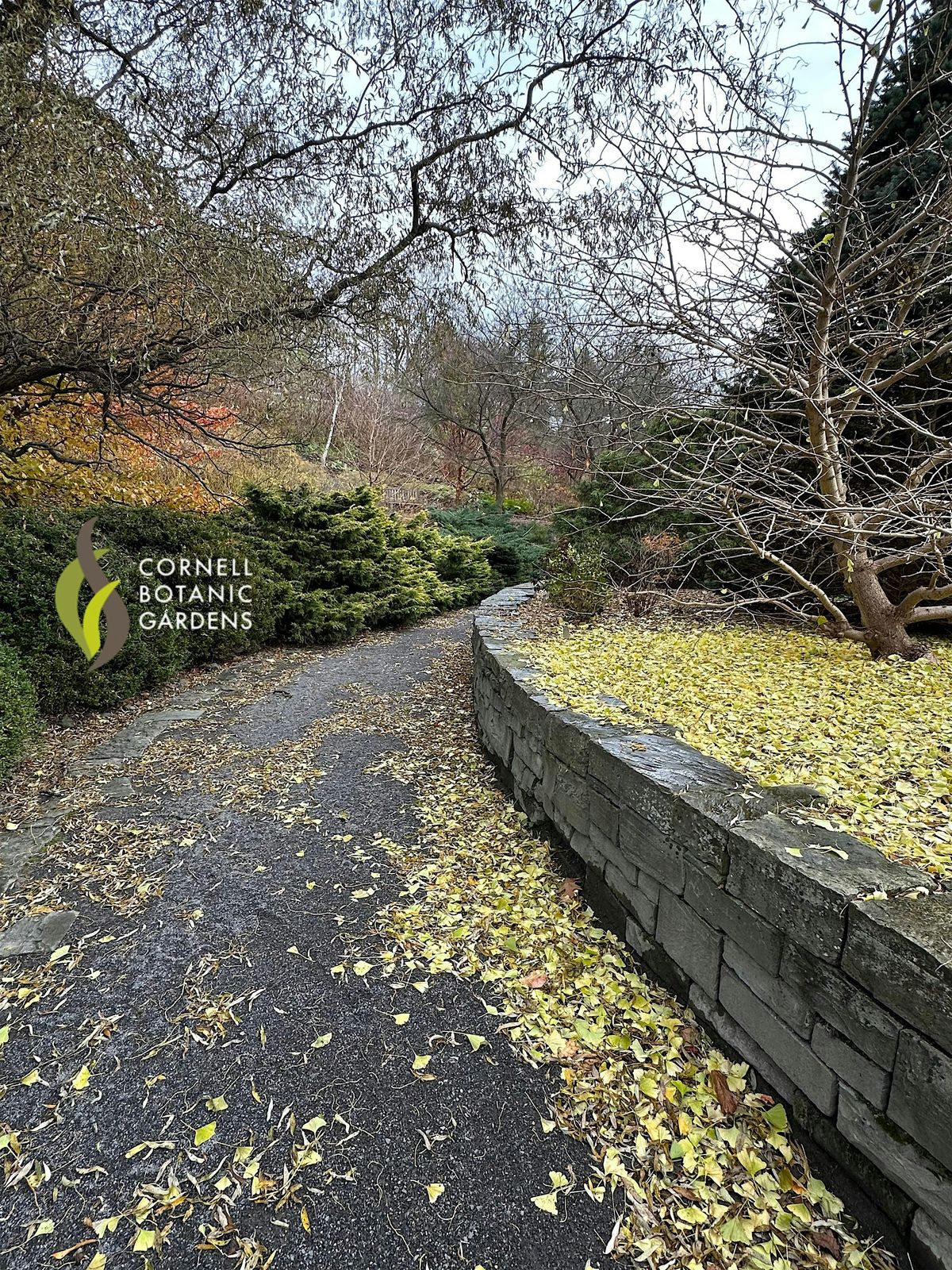 Remembering Lost Species, 30 November | Event in Ithaca | AllEvents