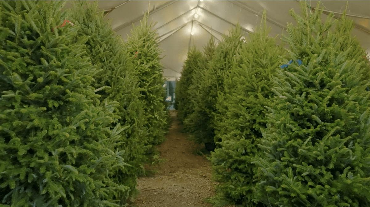 Lukas Nursery Christmas Tree Tent at 4Roots Farm, 5 December | Event in Orlando | AllEvents