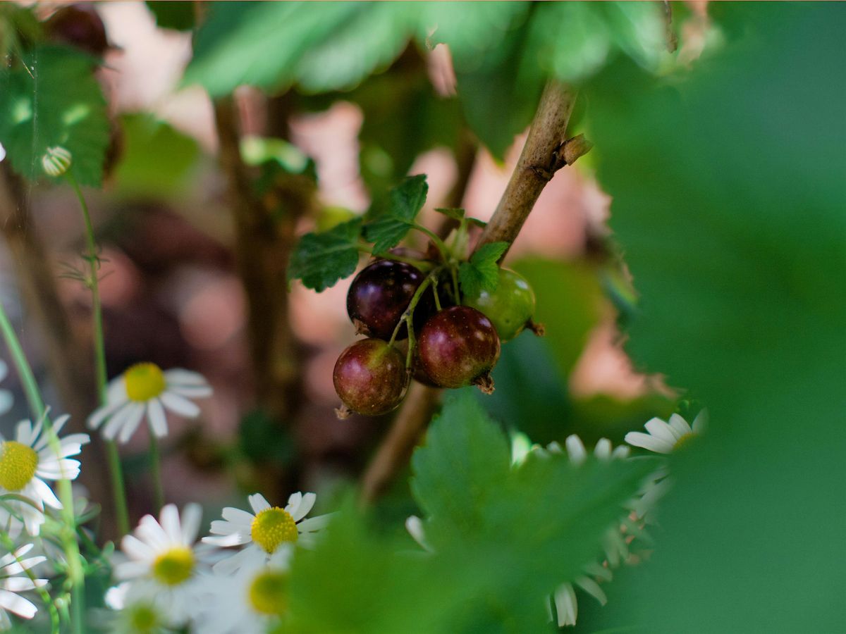 UCL People and Nature Lab Seminar, 9 December | Event in London | AllEvents
