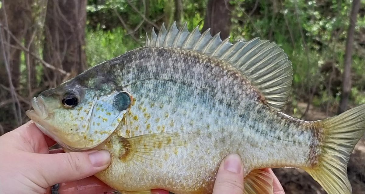 Sunfish, 26 August | Event in Phoenix | AllEvents