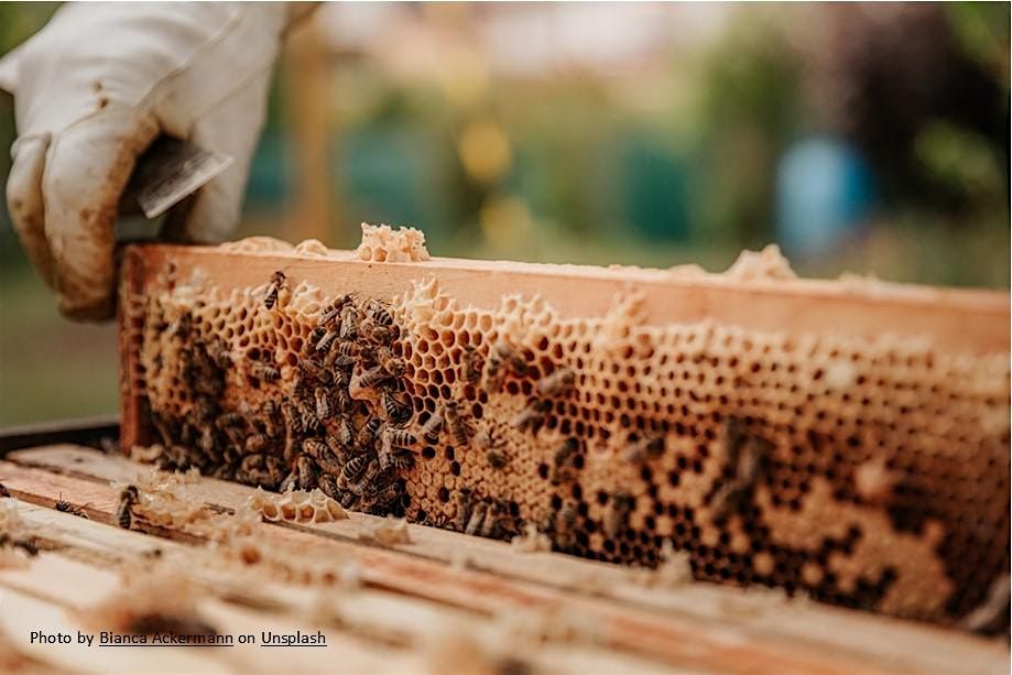 Beekeeping School 2026, 7 February | Event in Oregon City | AllEvents