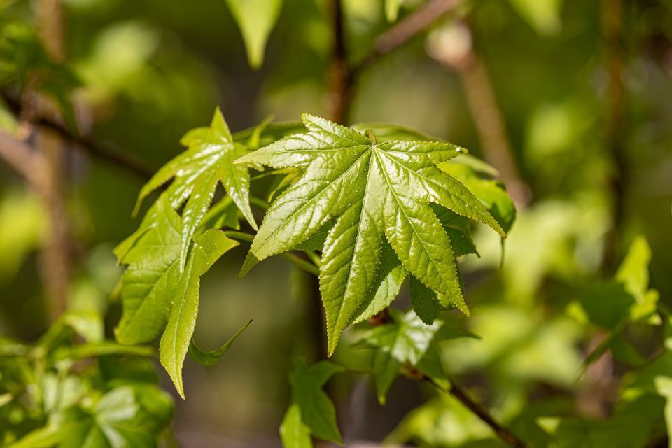Tree Identification Walk, 14050 Dawson Beach Rd, Woodbridge, VA 221911419, United States