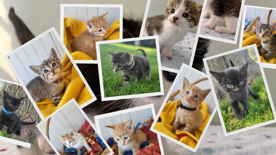 Annual Clear the Shelter Event - PopUp Garage Sale on Fri. 8/18 and