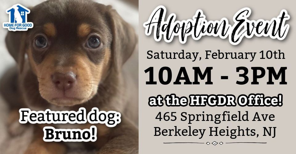 Adoption Event at the HFGDR Office 2.10.24 Home for Good Dog