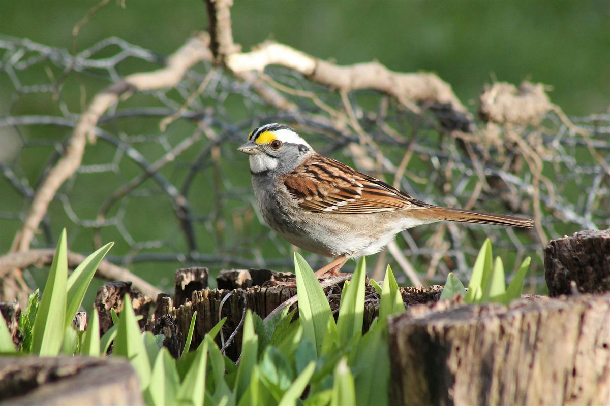 History of the Christmas Bird Count and Activity, 20 December | Event in Cedar Hill | AllEvents