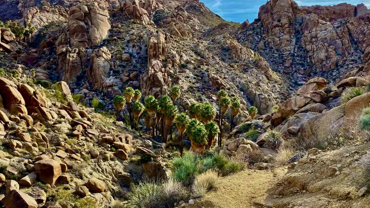 Hike to the Lost Palms Oasis in Joshua Tree National Park, 29 November | Event in Joshua Tree National Park