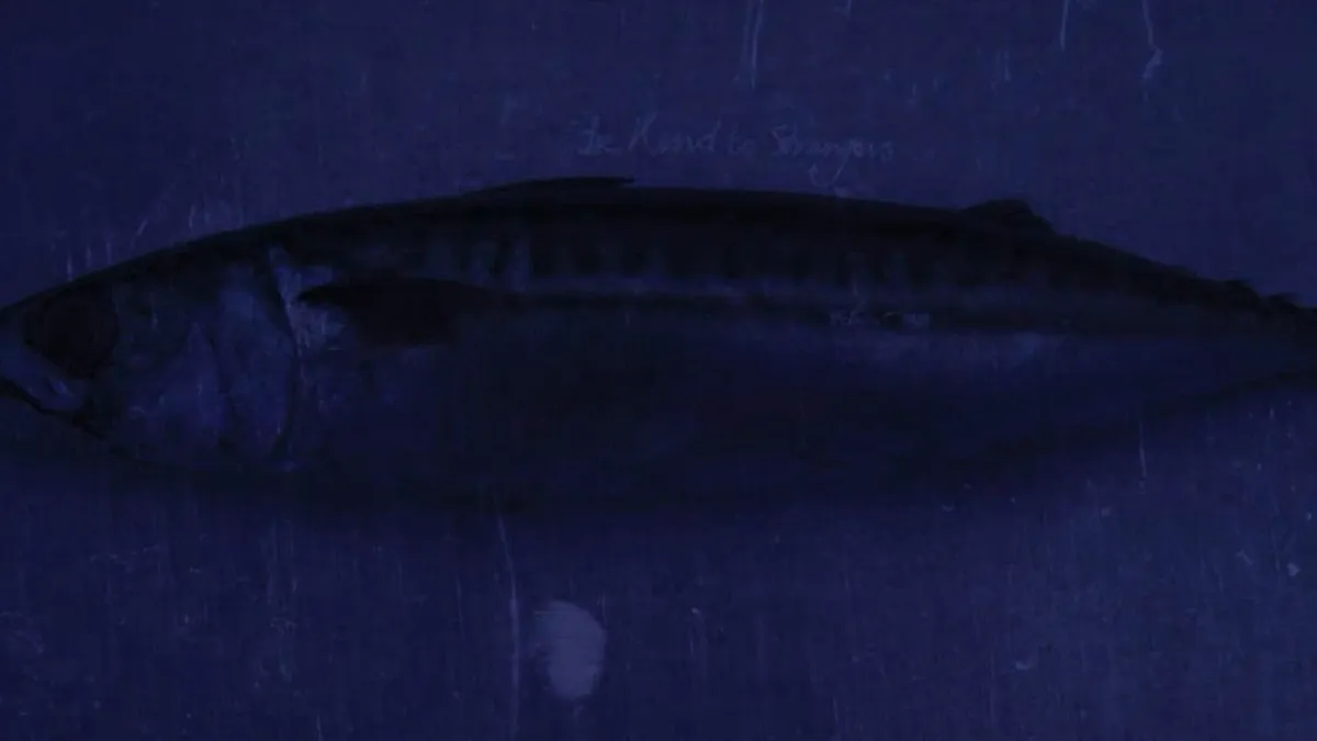 Shooglenifty and Moxie in Glasgow, 29 January | Event in Glasgow | AllEvents