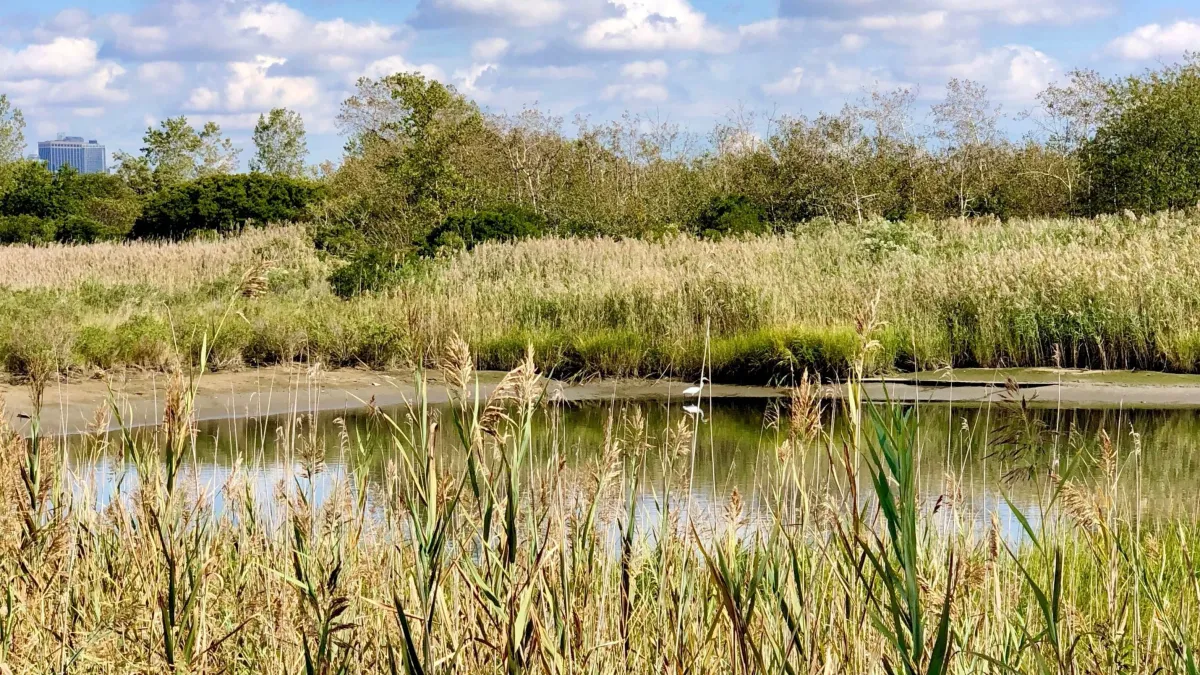 Take a Walk on the Wild Side! LSP to Port Liberte Loop (~13 miles), 6 October | Event in Jersey City | AllEvents