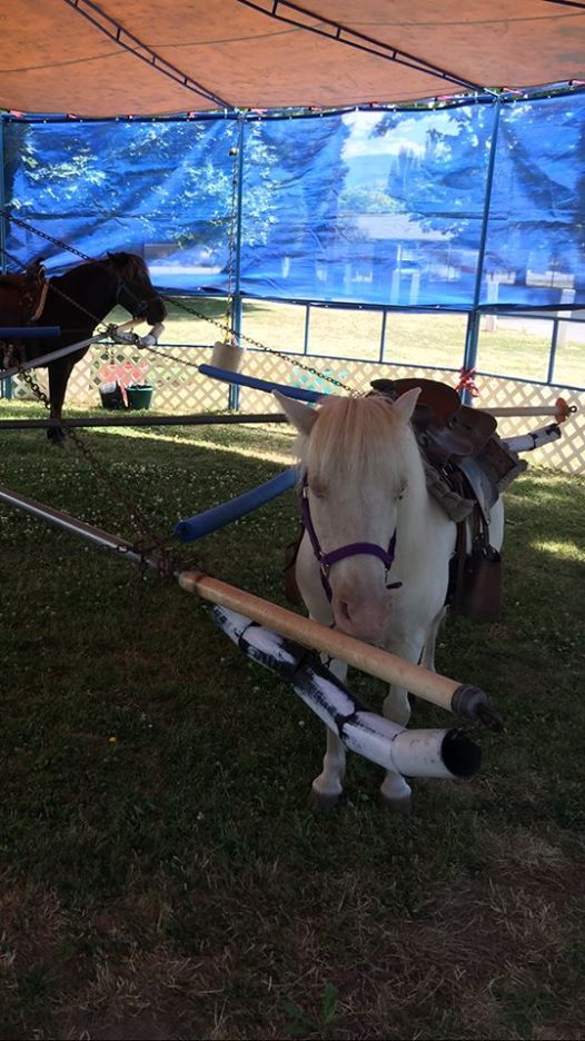 Tumbleweed Pony Rides at the 2019 Crook county Fair!, Crook County Tumbleweed Pony Rides at the 2019 Crook county Fair!, Crook County