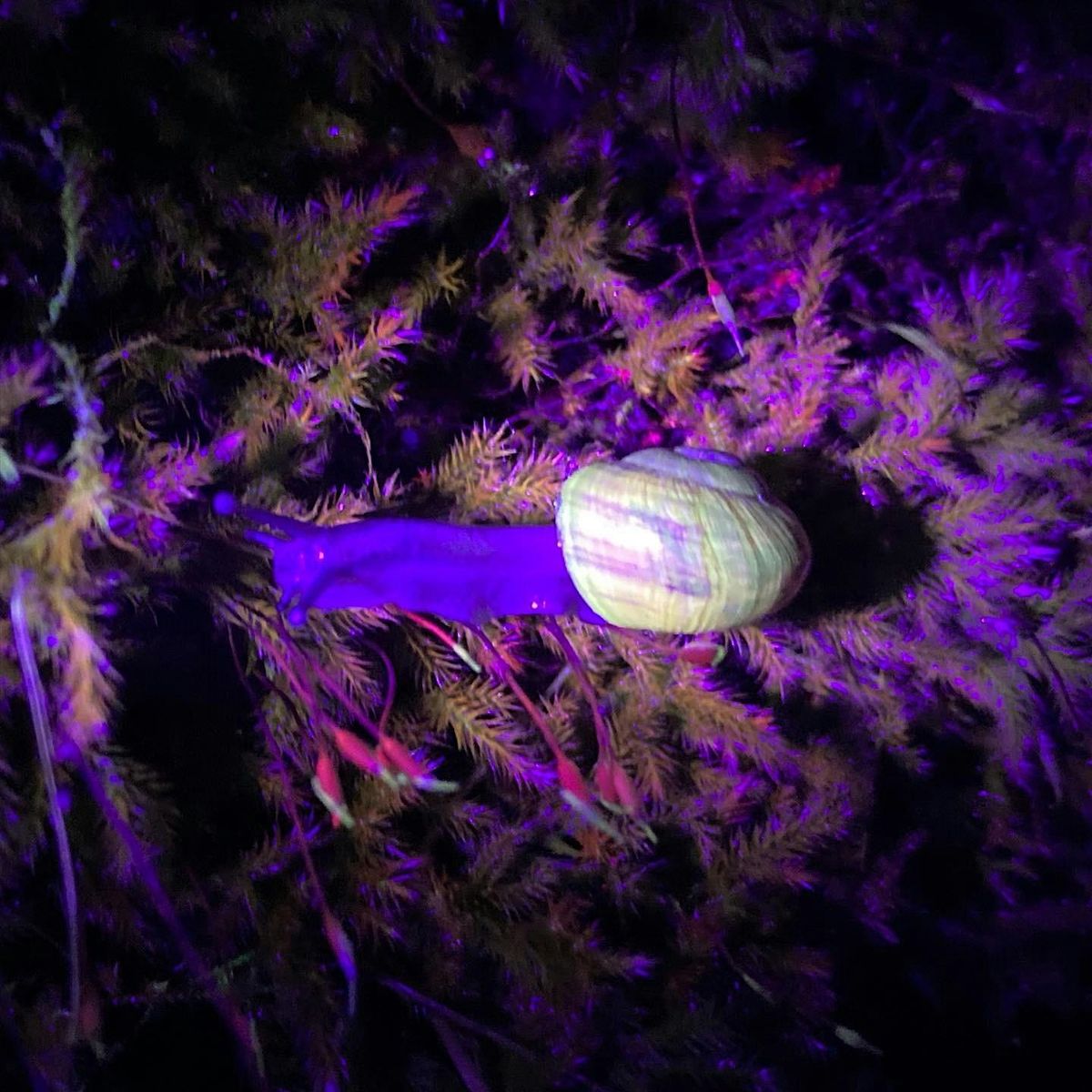 Biosphere Night walk - biofluorescence discovery workshop, 17 January | Event in Straiton | AllEvents