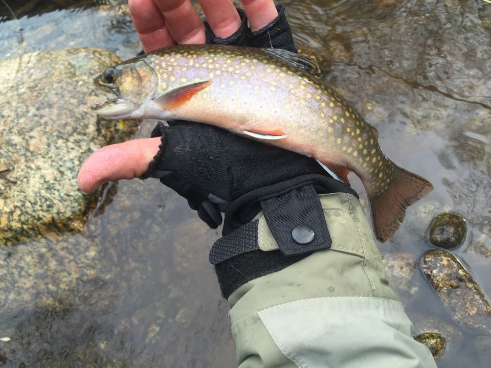 Trout Fishing in the Shenandoah National Park 101 Murray's