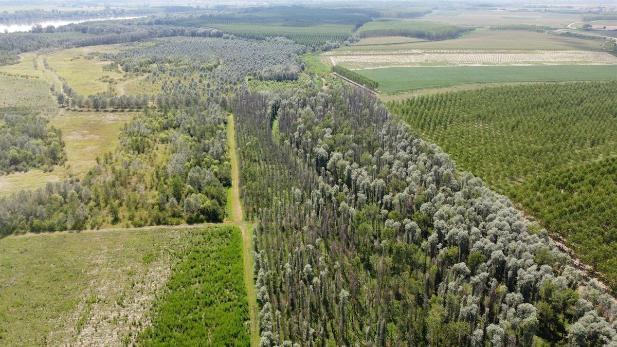 CONVEGNO - SISTEMI VERDI MULTIFUNZIONALI IN LOMBARDIA, 12 December | Event in Mantova | AllEvents
