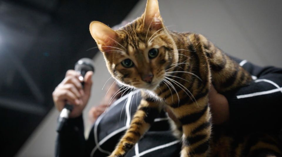 London (Olympia) CATstravaganza, 17 February | Event in London | AllEvents.in