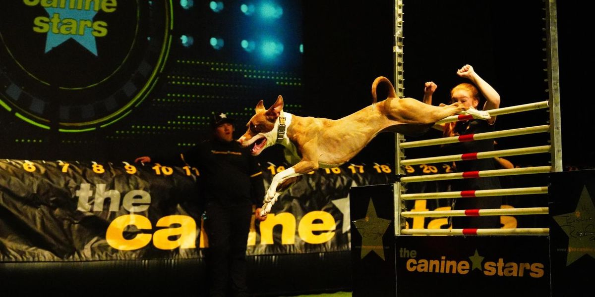The Canine Stars Stunt Dog Show, 28 December | Event in Stamford | AllEvents