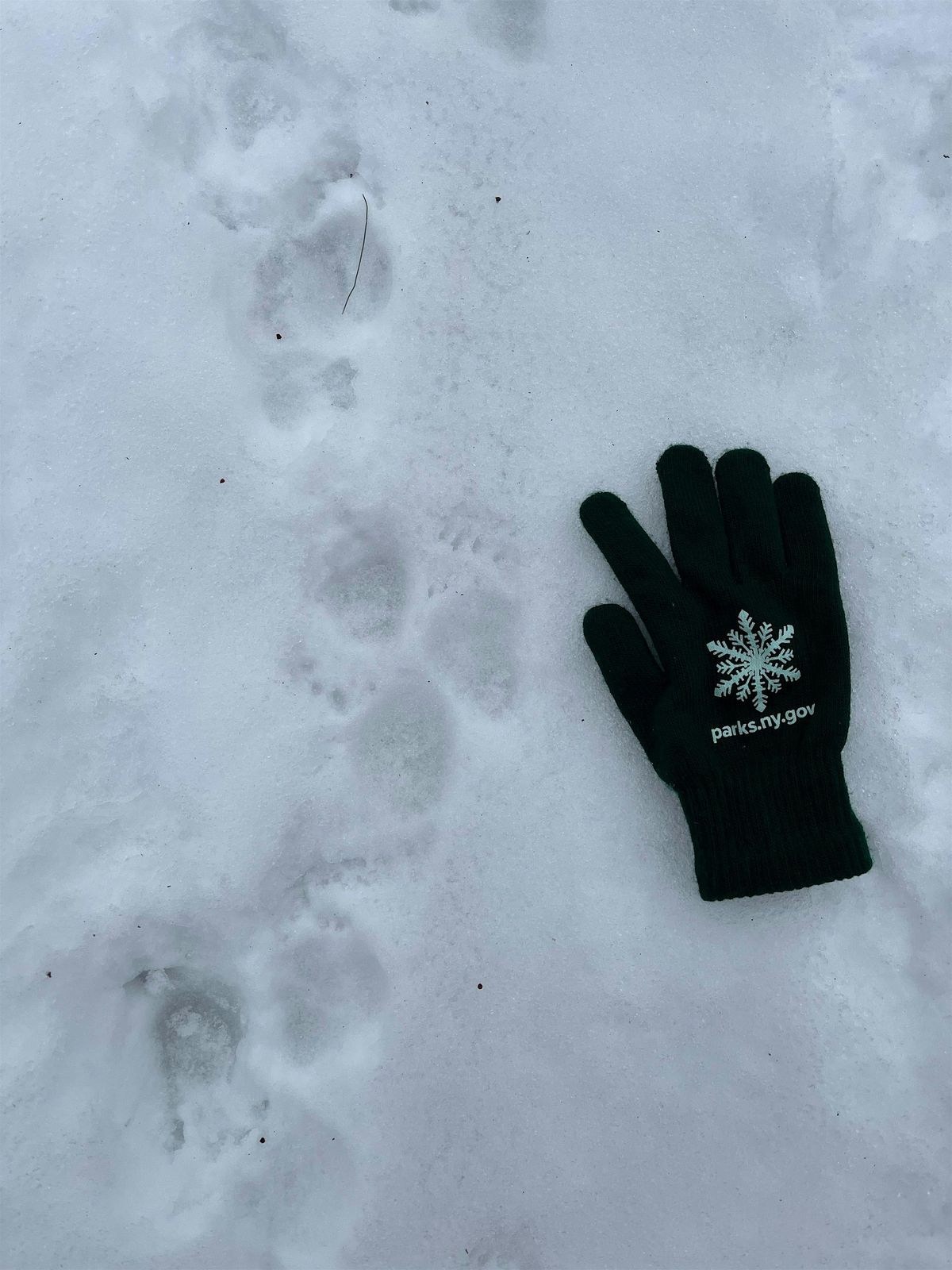 Field Guide Friday: Animal Tracks at Sam’s Point, 19 December | Event in Cragsmoor | AllEvents