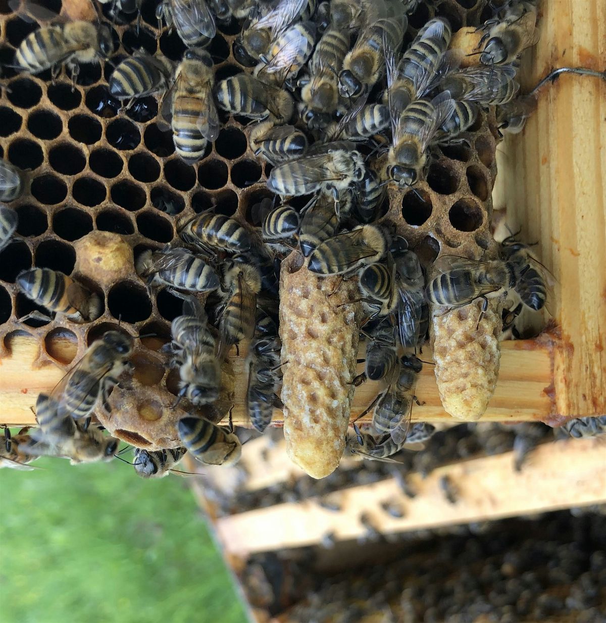 Advanced Beekeeping – Workshop 1 of 1, 8 March | Event in Hamilton | AllEvents