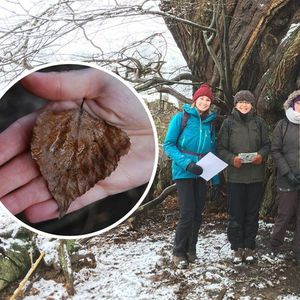 Identifying Trees in Winter