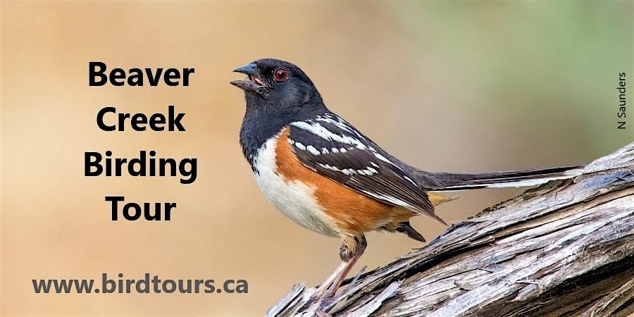 Beaver Creek Birding and Hiking Tour