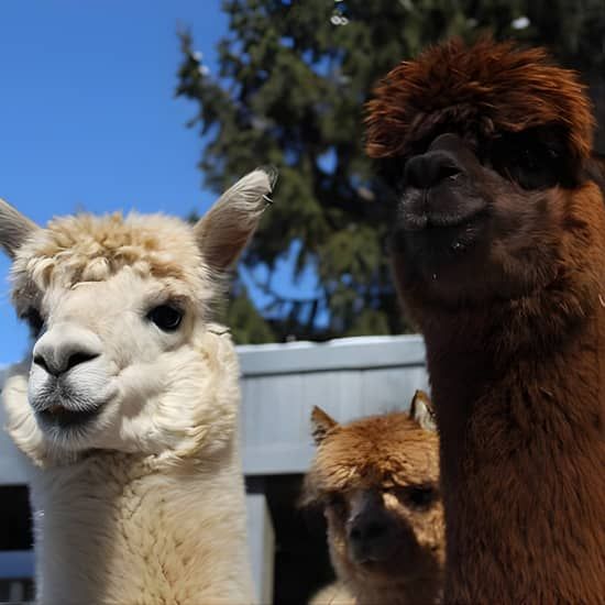Guided Lilymoore Alpaca Farm Tour, 21 June | Event in Verbank | AllEvents