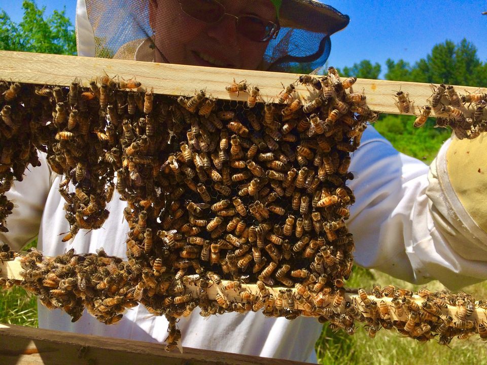 Keeping Honey Bees Class, Rogue Community College, Grants Pass, March