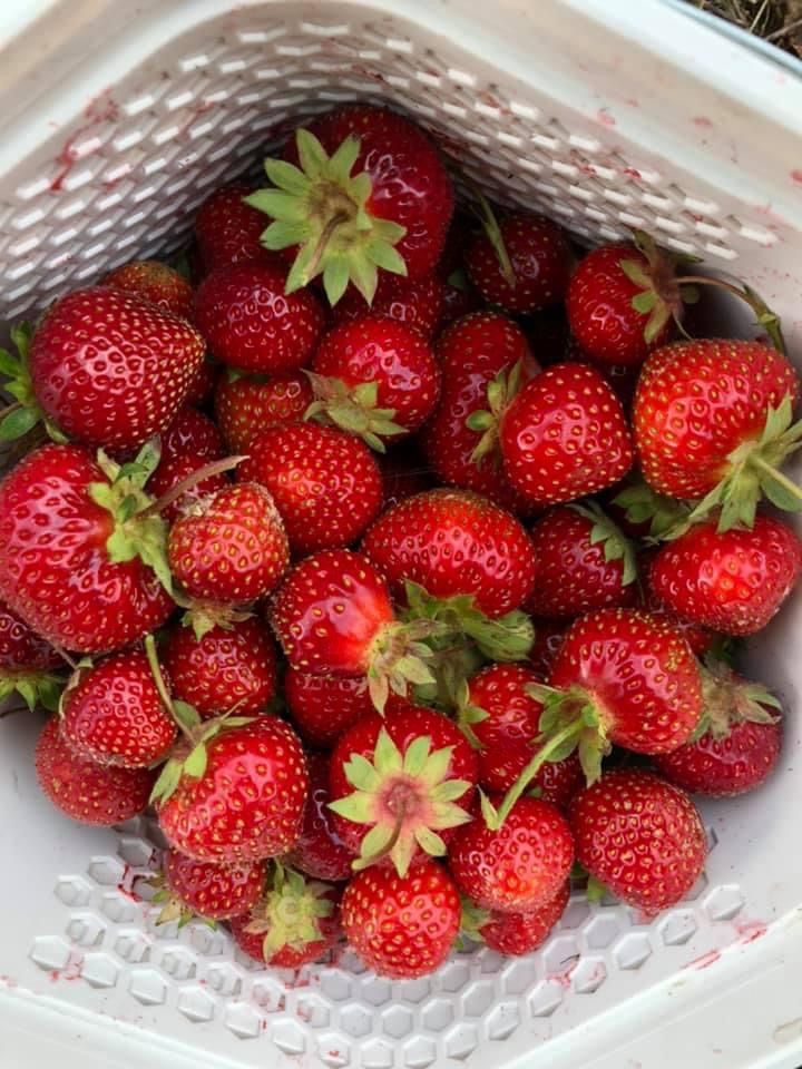 2025 Alderson Strawberry Festival (May 25), Tasting Event/Bakery