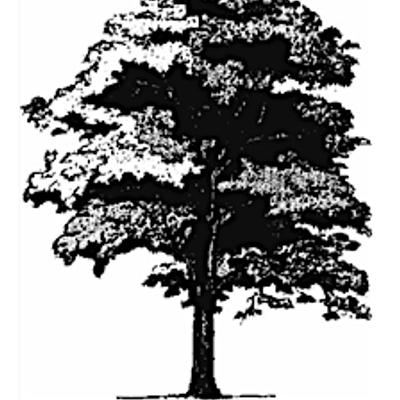 Grand Trees of Chatham