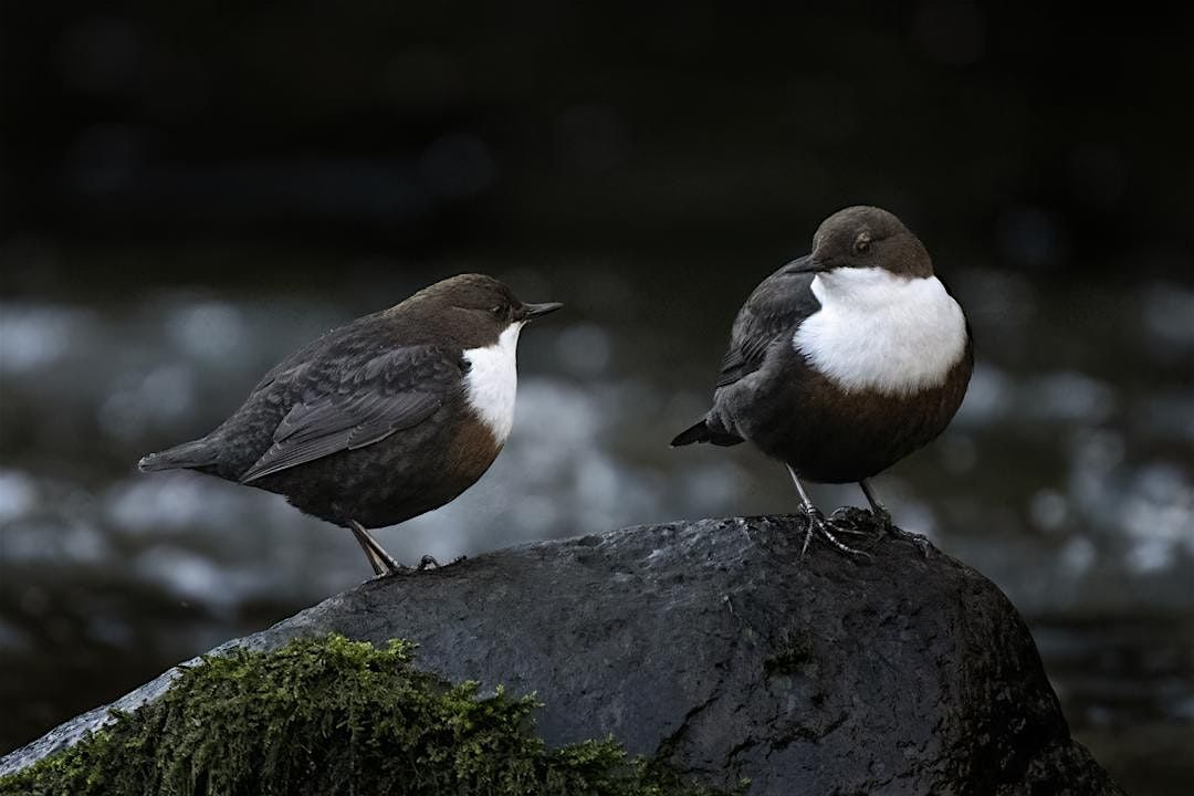 Dipper Wildlife Photography Workshop, 14 January | Event in Glasgow | AllEvents