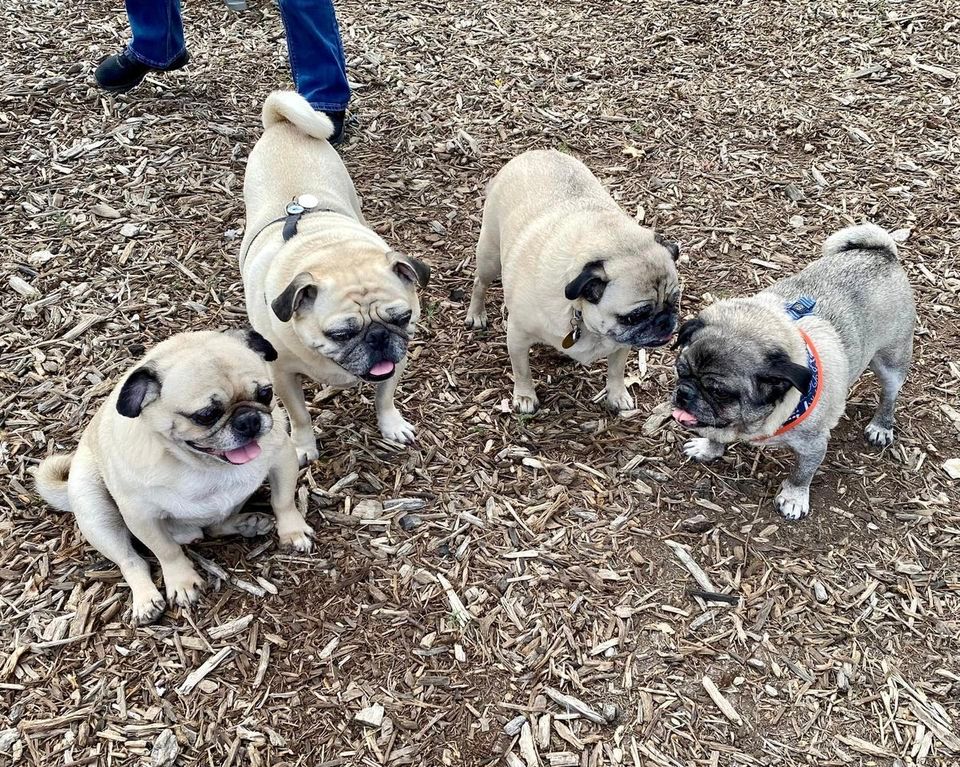 Fort Worth MUTTS Social, MUTTS Canine Cantina (Fort Worth, TX