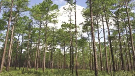Trail Maintenance Day 2 of 5 at Citrus Tract of Withlacoochee SF, 12 October | Event in Inverness  | AllEvents
