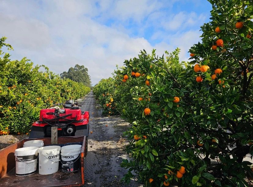 Pick Your Own Oranges ? , Alby's Market Garden, Kwinana Beach, July 29