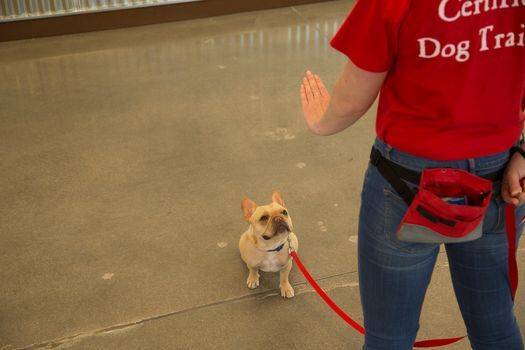 Beginner Dog Obedience Class Level 1 Camp Bow Wow South Salt Lake Salt Lake City July 22 2021 Allevents In