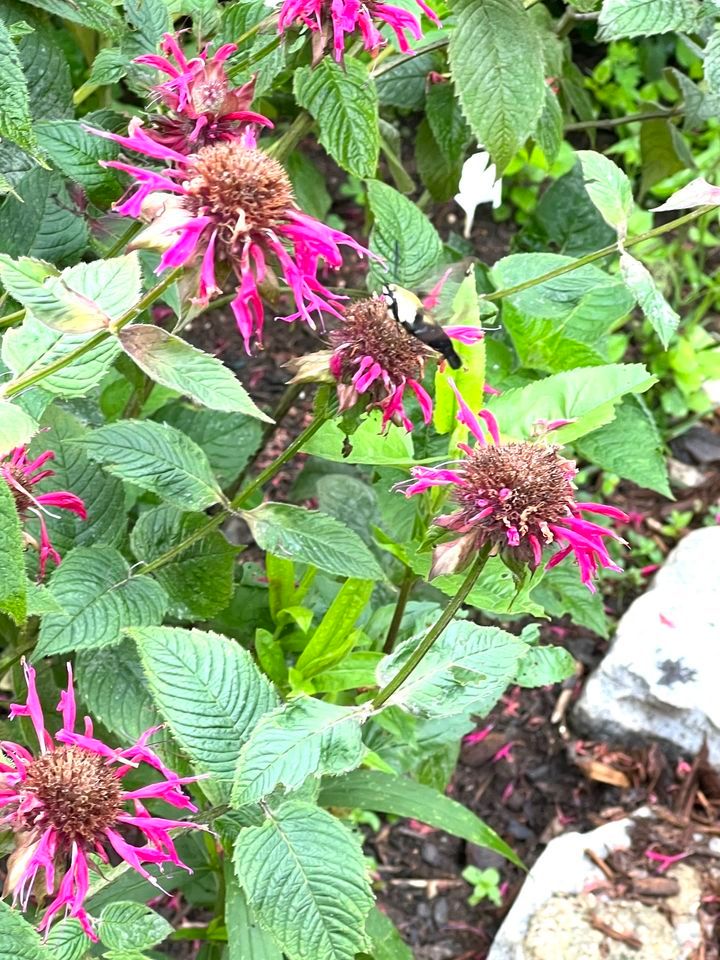 Final Weekend-Fall Plant Sales/Fundraiser, GSU Perimeter College Native ...