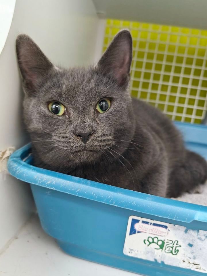 Saturday Adoptions at Loop Petco 124 pm, 2346 N John Young Pkwy