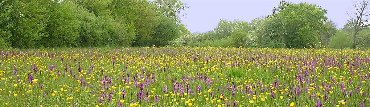 Meadow plant identification day, 21 May | Event in Cranbrook | AllEvents