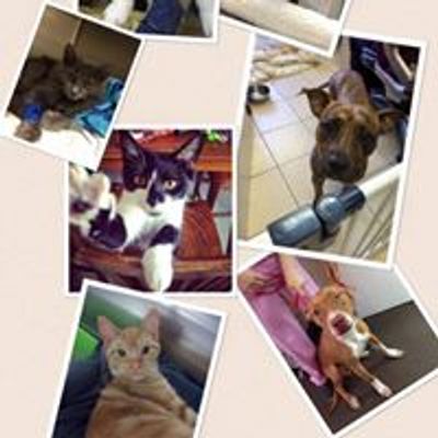 GypsyRose Animal Foundation