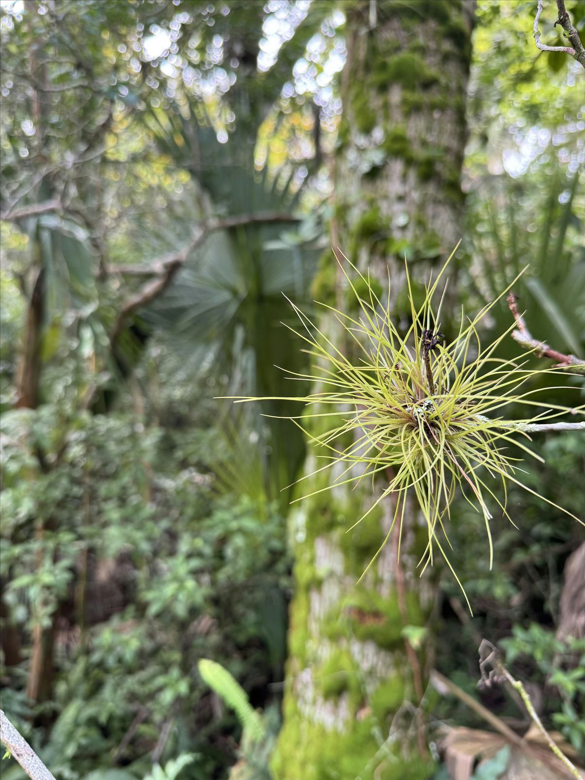 "Off The Beaten Path" Hike, 19 December | Event in Titusville | AllEvents