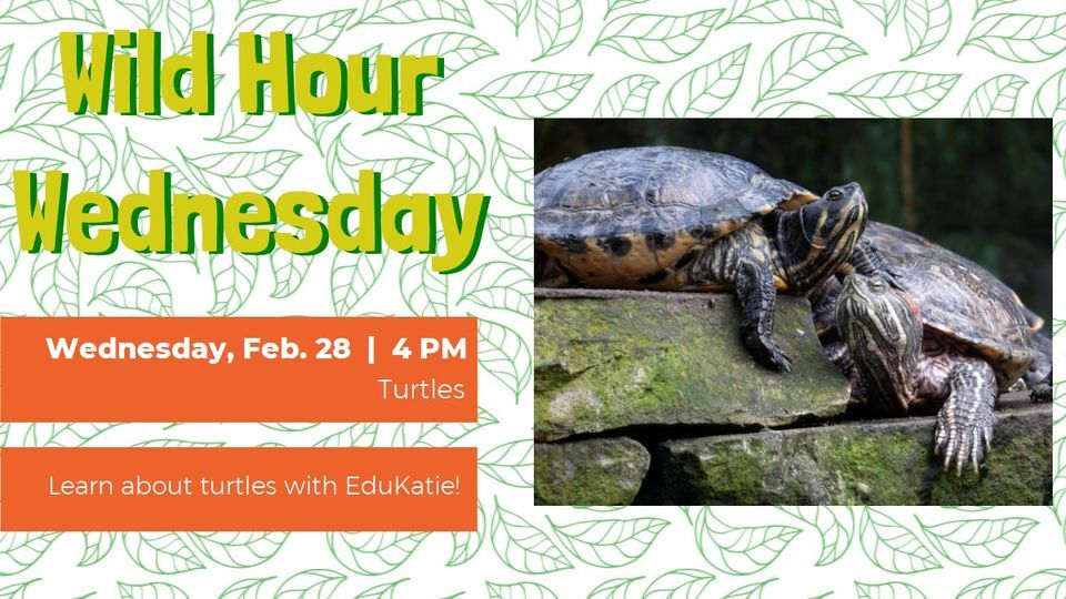 Wild Hour Wednesday: Turtles, Pearland Library, 28 February 2024 ...