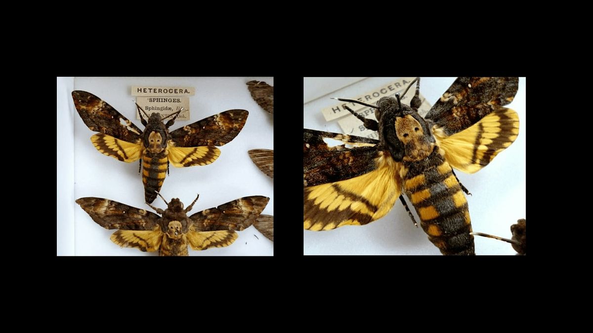 Death's Head Hawkmoth Pinning Workshop, 27 December | Event in chicago | AllEvents