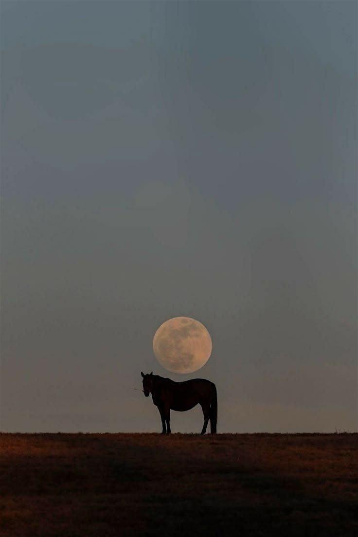 Healing with Horses, 25 January | Event in Rancho Santa Fe | AllEvents