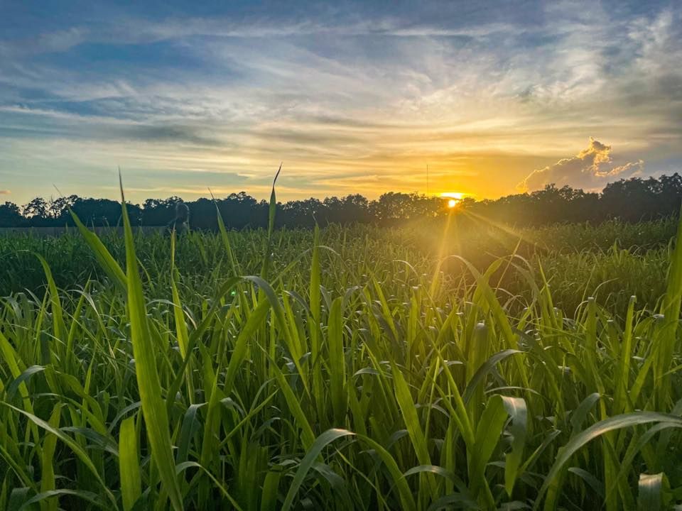 Denmark Acres Fall Festival, 823 SW Wester Dr, Lake City, FL 320241815