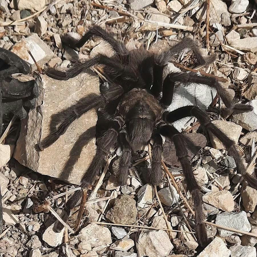 Tarantula Hike, Santa Rita Ranch, Templeton, 23 October 2026 | AllEvents