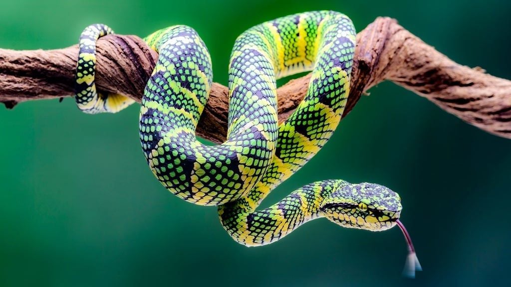 Show Me REPTILES, 24 August | Event in Fort Wayne | AllEvents