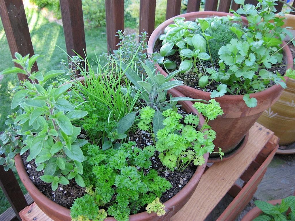 Container Gardening, 8 January | Event in St. Petersburg | AllEvents