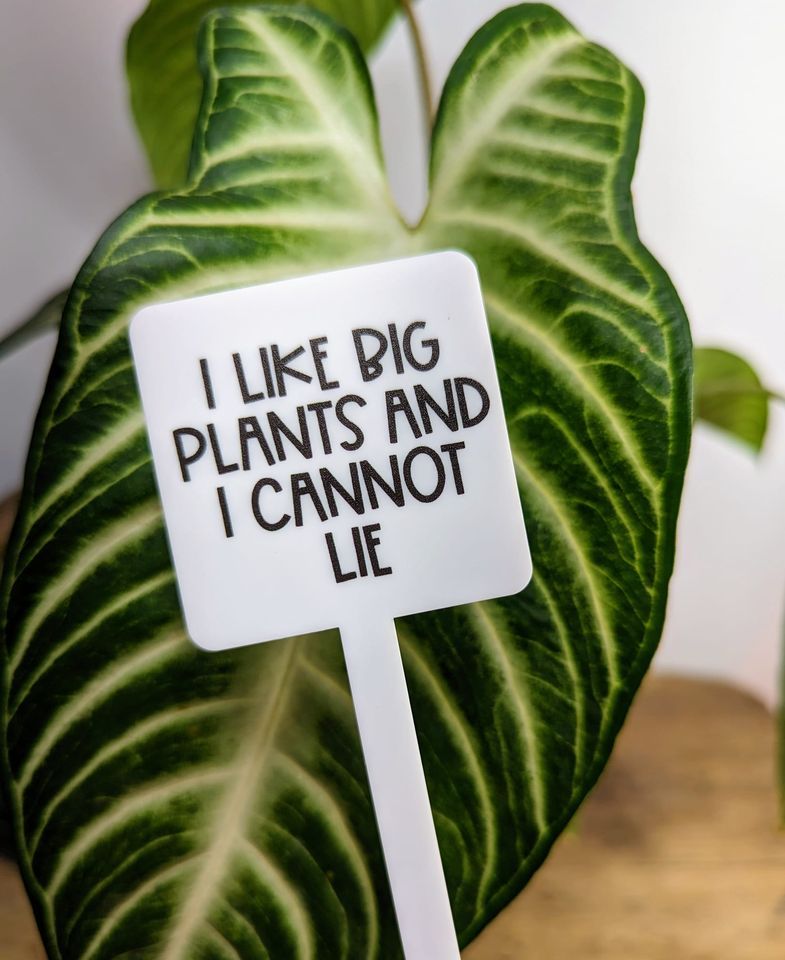 Big & Beautiful Backyard House Plant Sale, 279 Meadowcrest Rd, Kingston