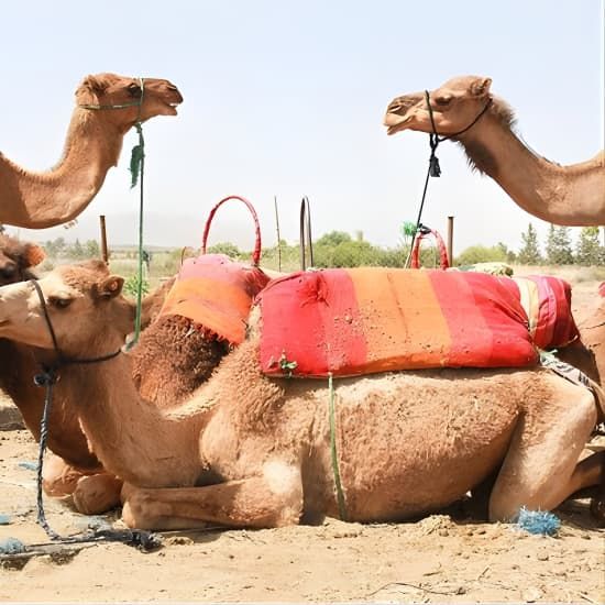 Atlas mountains day tour to Agafay with camel ride  | Event in Marrakesh | AllEvents