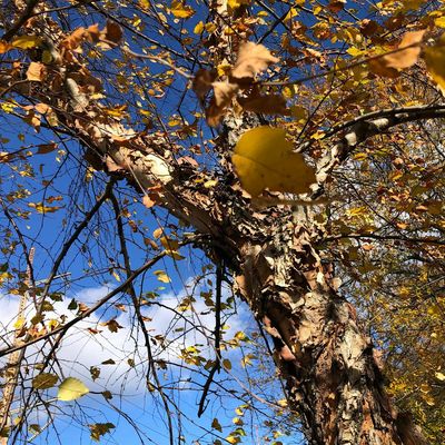 Grail of the Birch Moon, ASW logo