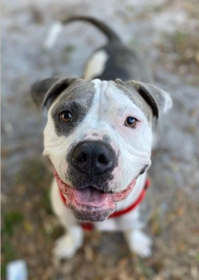 Pitbulls and Pints at The Yard on Mass - Vimarsana News