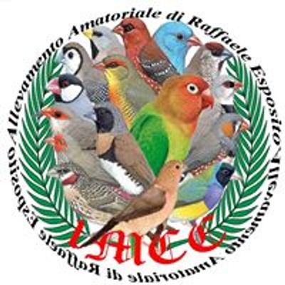 Allevamento Amatoriale di Raffaele Esposito