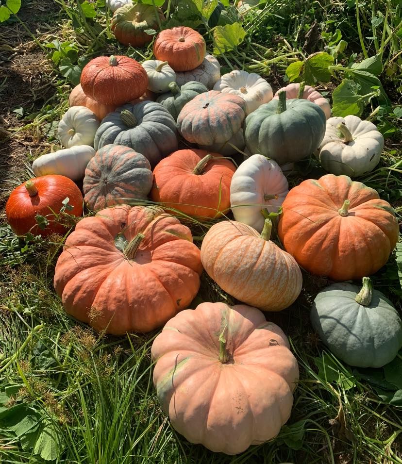 Sanders’ Pumpkins Opening Day, 3420 Green Valley Rd NW, Corydon, IN