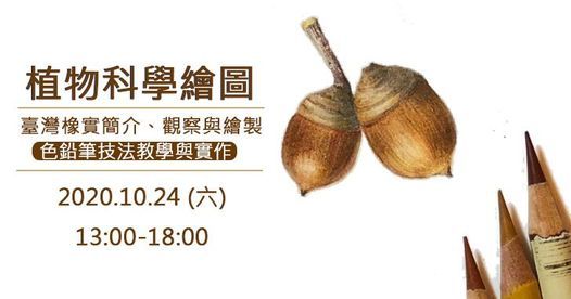 1024 臺灣橡實 植物科學繪圖 色鉛筆技法教學 植物簡介 觀察與繪製 Etsi Lippuja Taipei 24 October
